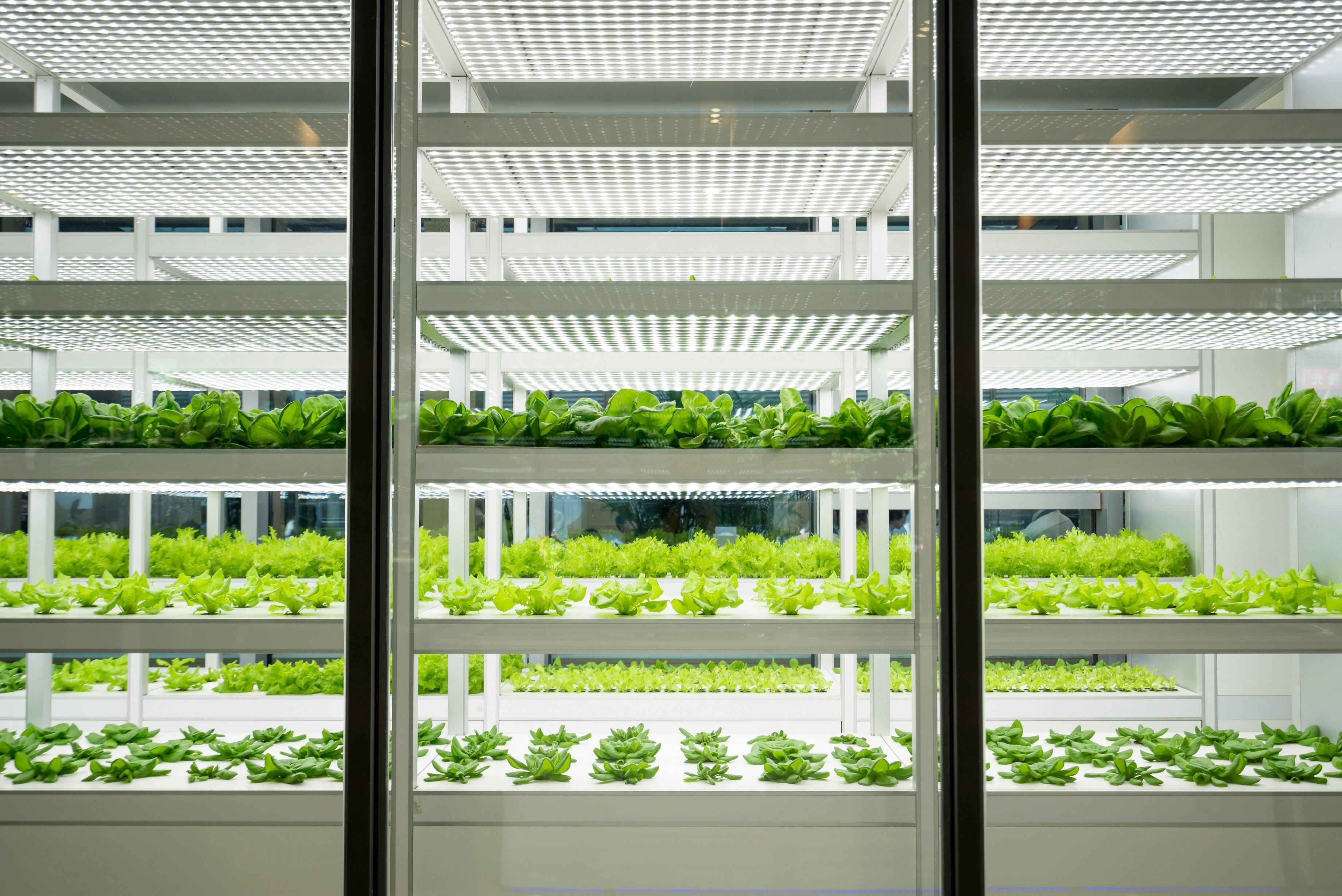 Do Greenhouses Need Heaters?
