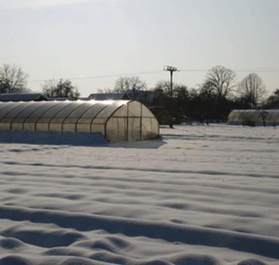 Space Heaters to Warm and Protect Your Greenhouse Plants